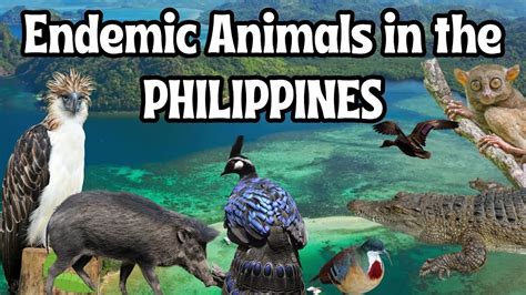 bugs in the philippines|List of Insects Species that are Endemic in Philippines;.